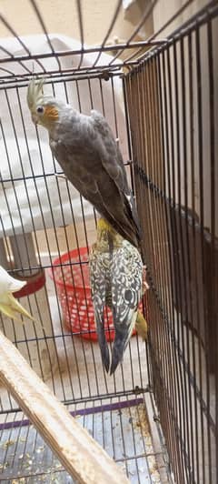 Cockatiel 4 piece for sale