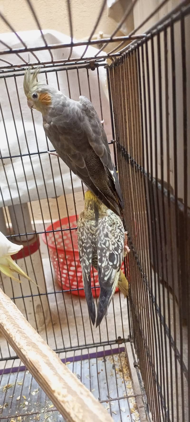 Cockatiel 4 piece for sale 0