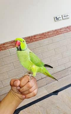 Kashmiri green birds