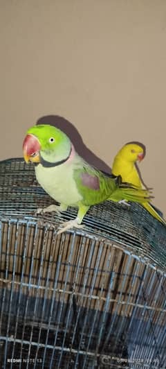 Green and Yellow Parrot for Sale