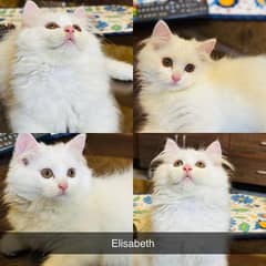 3 Triple Coat Persian Kittens available 60 Days