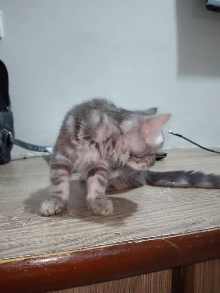 Persian Mel cat for sale 2