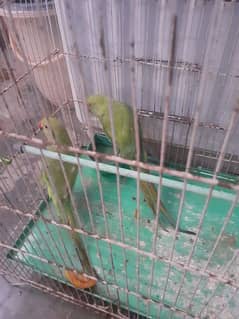 Green Parrot