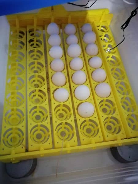 Manual, AC, AC DC Incubators For Egg Hatch 6