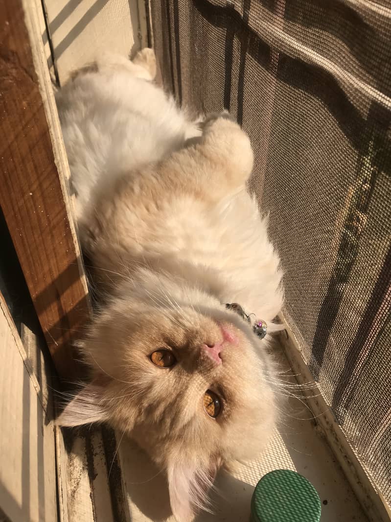 Triple coated persian cat 4