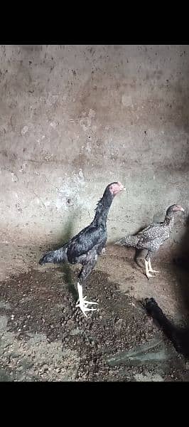 shamo trio set for sale male 18000 pet piece female 15000 0