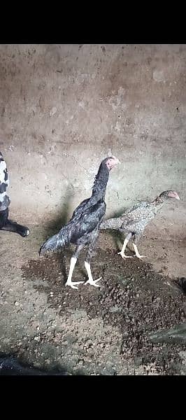 shamo trio set for sale male 18000 pet piece female 15000 1