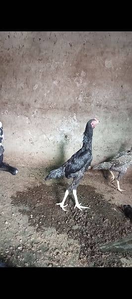 shamo trio set for sale male 18000 pet piece female 15000 3