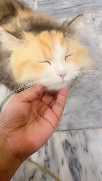 matted and pregnant persian cat for sale 1