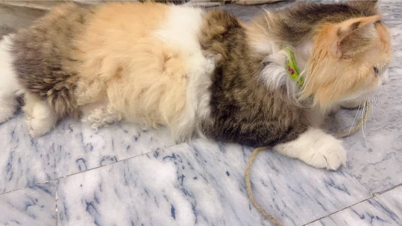 matted and pregnant persian cat for sale 2