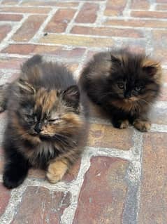 Persian kittens