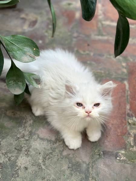 Persian kittens 1