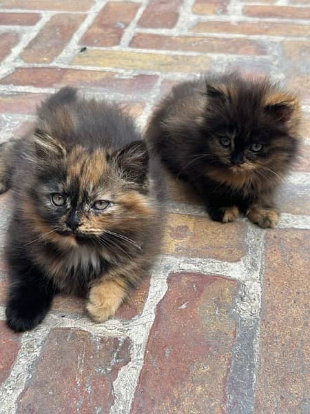 Persian kittens 3