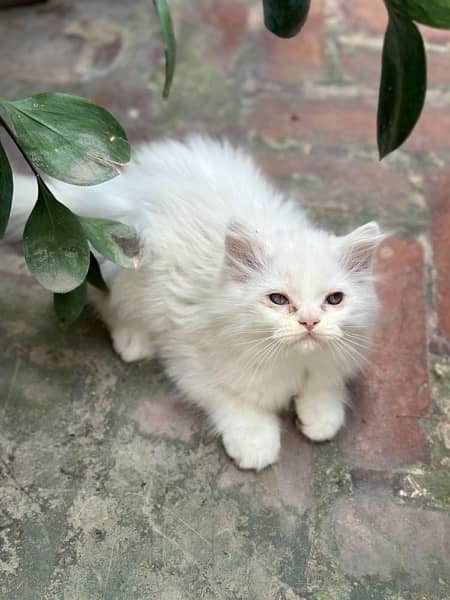 Persian kittens 4