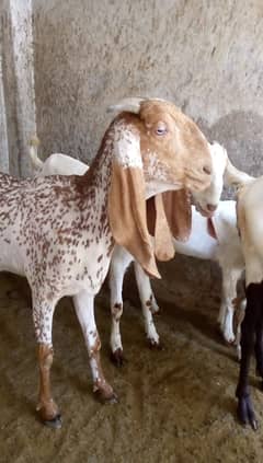 ablak / makhi chini / Goat / bakri / bakry