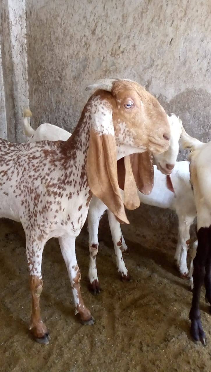 ablak / makhi chini / Goat / bakri / bakry 0