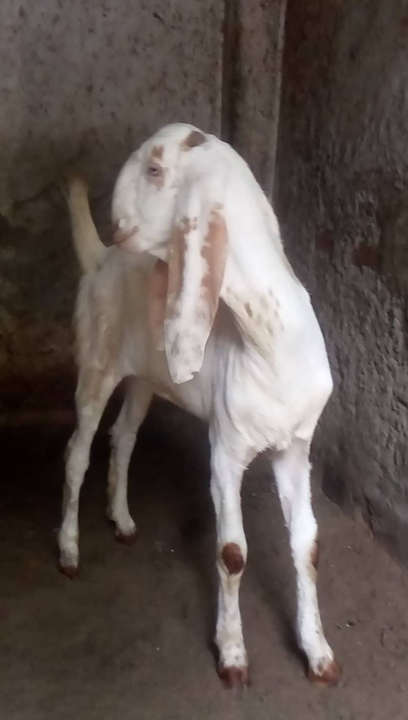 ablak / makhi chini / Goat / bakri / bakry 1