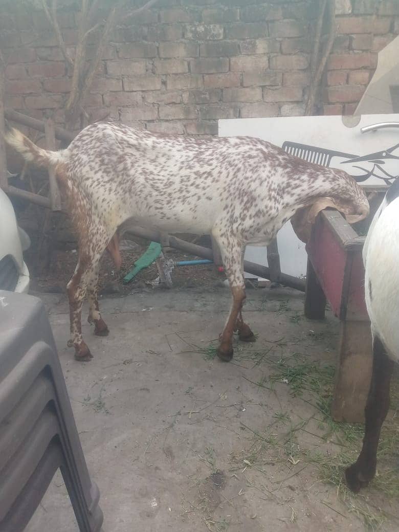 ablak / makhi chini / Goat / bakri / bakry 2