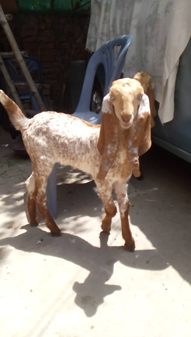 ablak / makhi chini / Goat / bakri / bakry 3