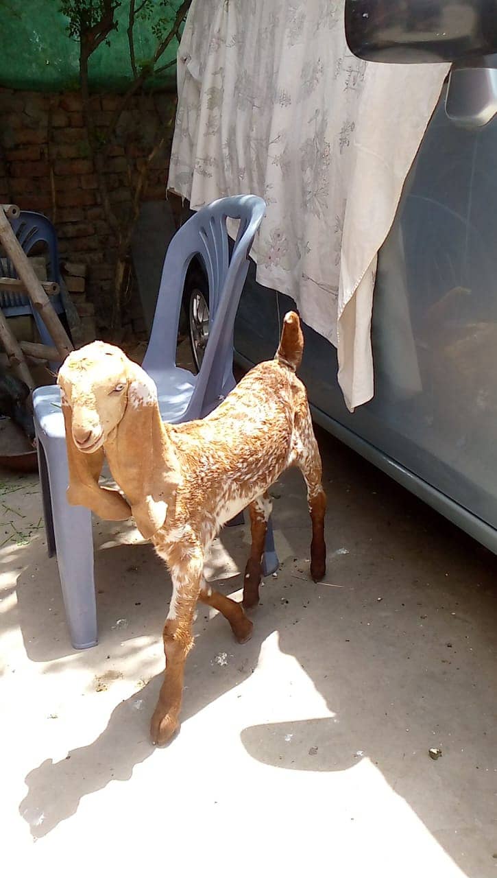 ablak / makhi chini / Goat / bakri / bakry 4