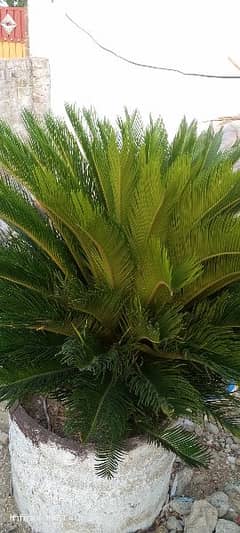 kangi Palm healthy beautiful