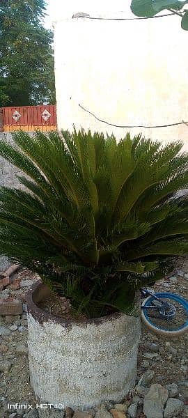 kangi Palm healthy beautiful 1