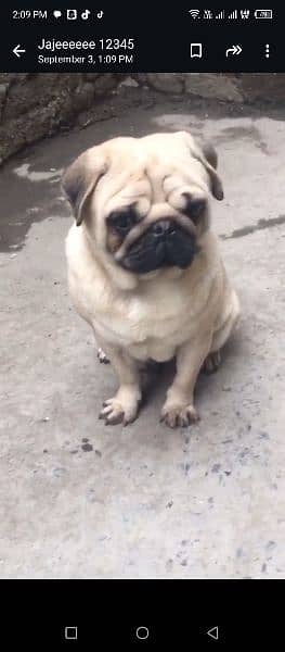 pug female 0