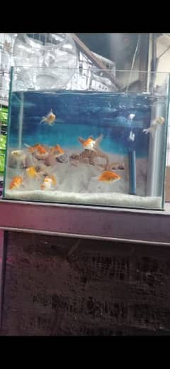 fish aquarium