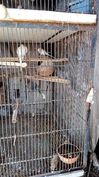 only cage for sale 2