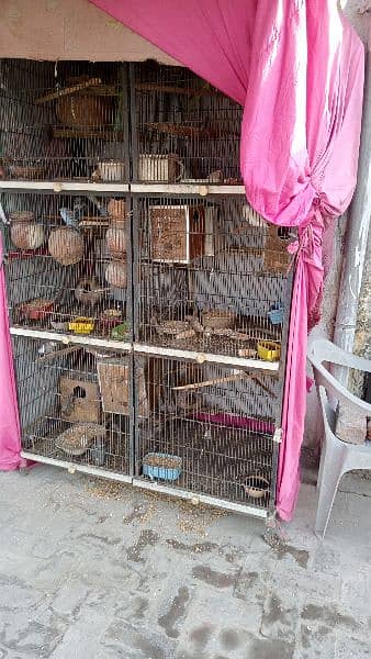 only cage for sale 5