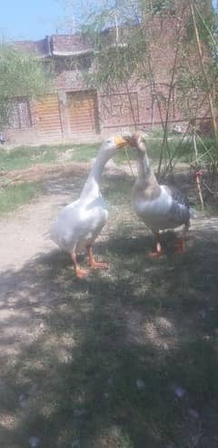 Big Ducks For Sale