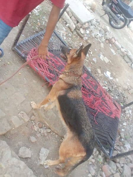 German Shepherd Sale female 1