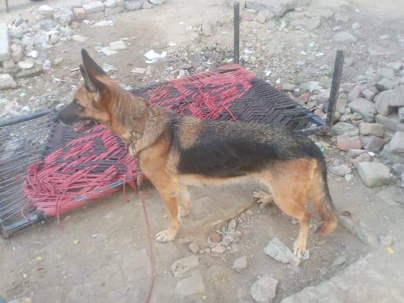 German Shepherd Sale female 4