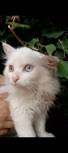 3 month old Persian cat double coated with different color eyes