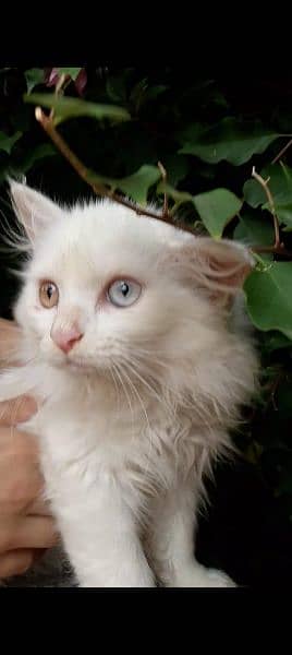 3 month old Persian cat double coated with different color eyes 0