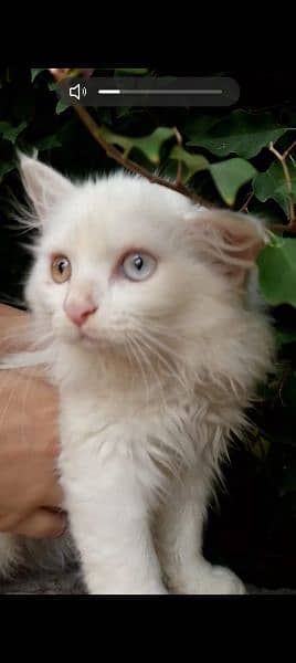 3 month old Persian cat double coated with different color eyes 1