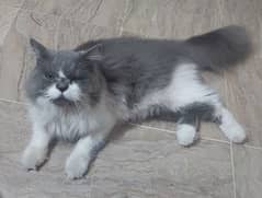 Persian cat