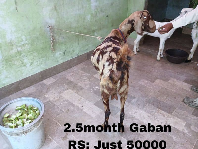 Desi Bakri 2.5 month Gabban by Gulabi Breed 0