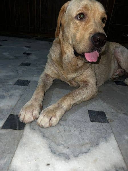 Labrador retriever male pedigree age 20 month 2