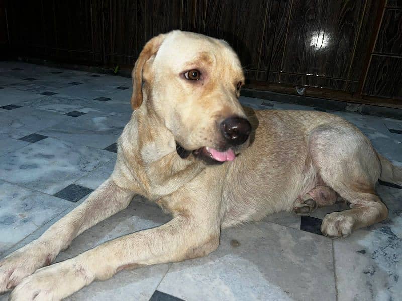 Labrador retriever male pedigree age 20 month 3