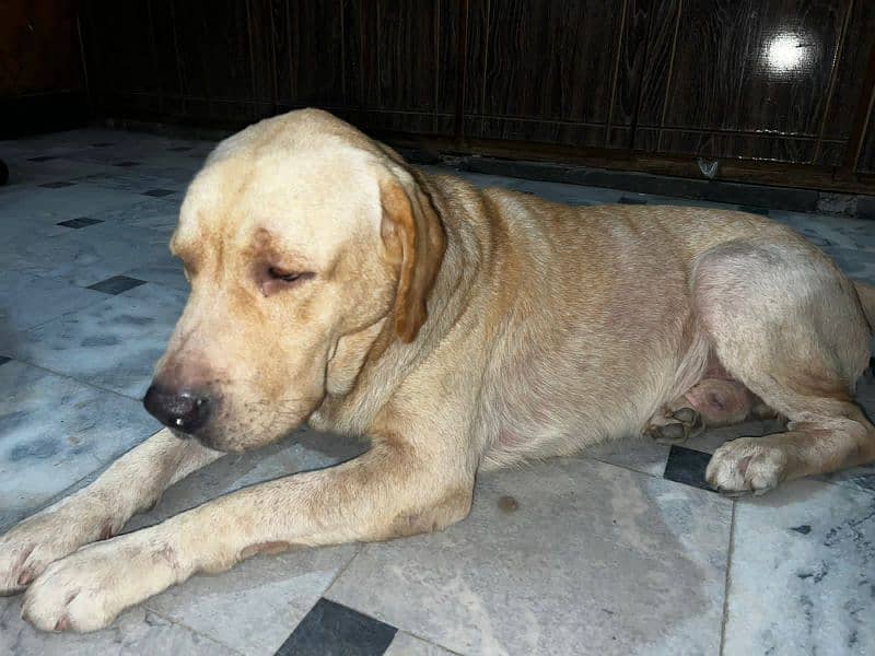 Labrador retriever male pedigree age 20 month 4