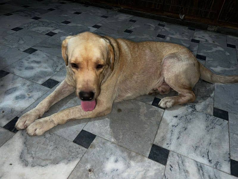 Labrador retriever male pedigree age 20 month 5