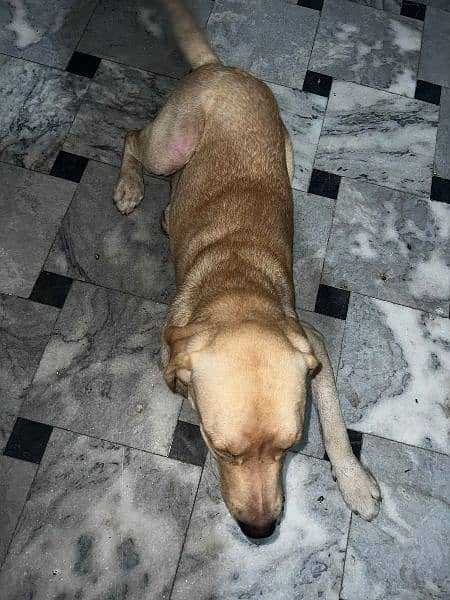 Labrador retriever male pedigree age 20 month 6