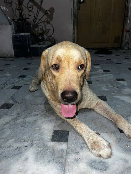 Labrador retriever male pedigree age 20 month 7