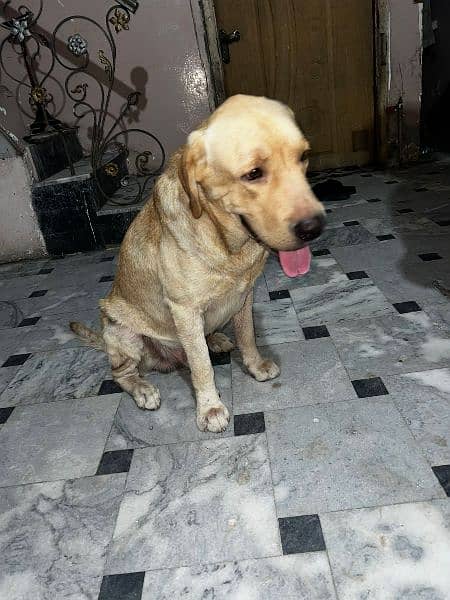 Labrador retriever male pedigree age 20 month 8