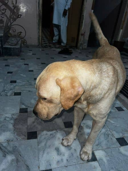 Labrador retriever male pedigree age 20 month 9