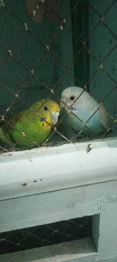 parrot pairs available for sale