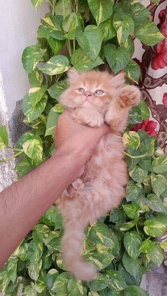 Persian kittens 3 colors 1