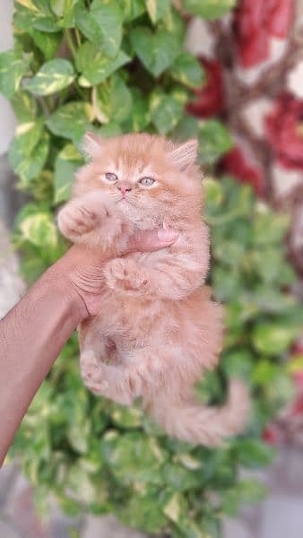 Persian kittens 3 colors 10