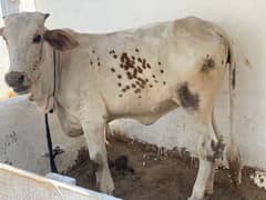 cow female